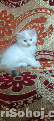 PURE PERSIAN CAT 3PL COAT
